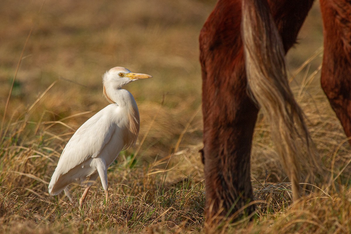 Western Cattle-Egret - ML399659981