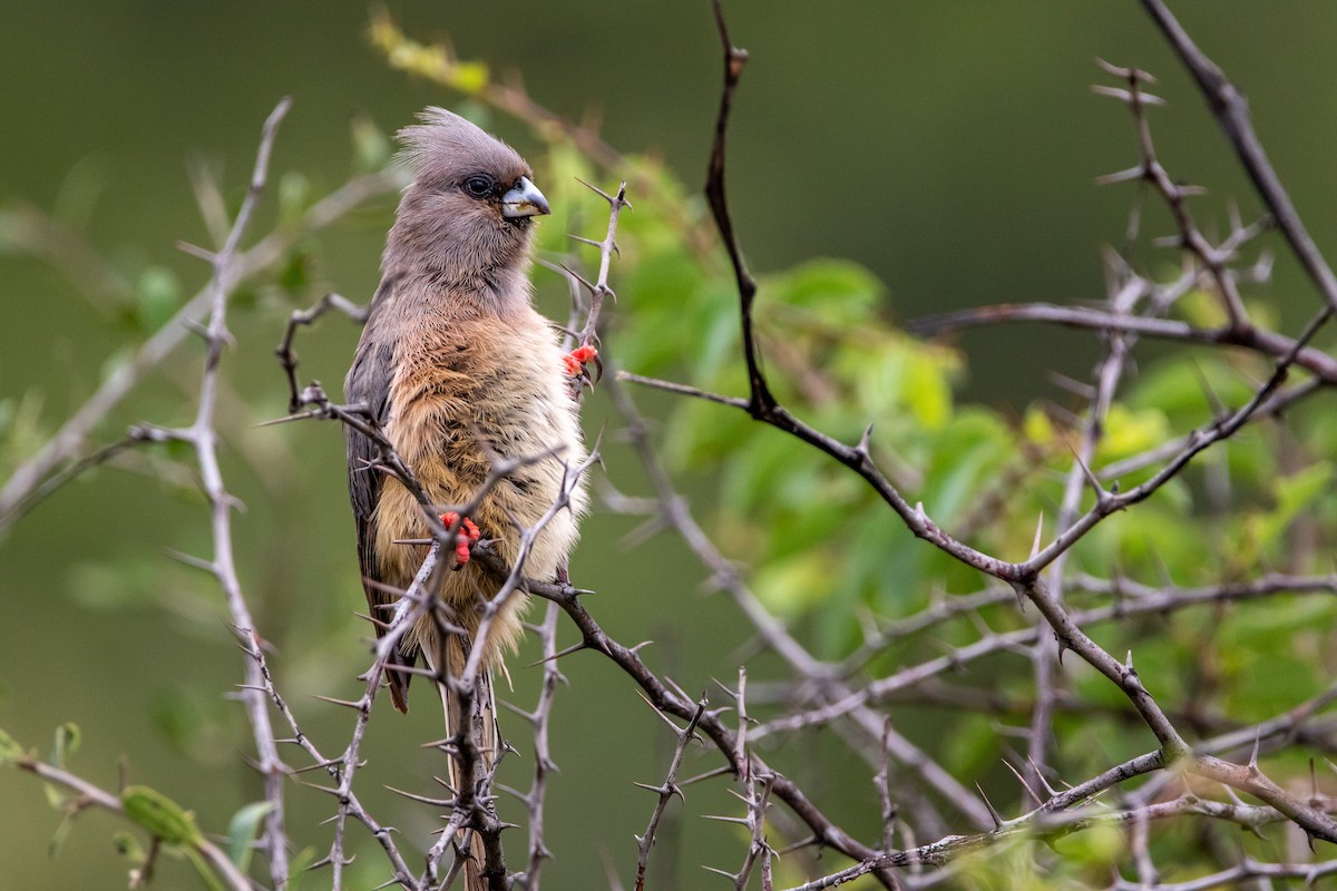 White-backed Mousebird - ML399660111
