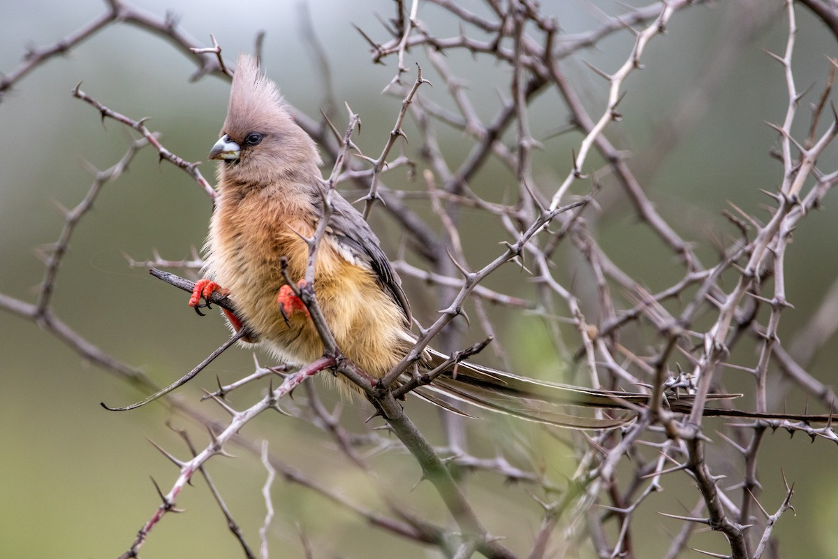 White-backed Mousebird - ML399660131