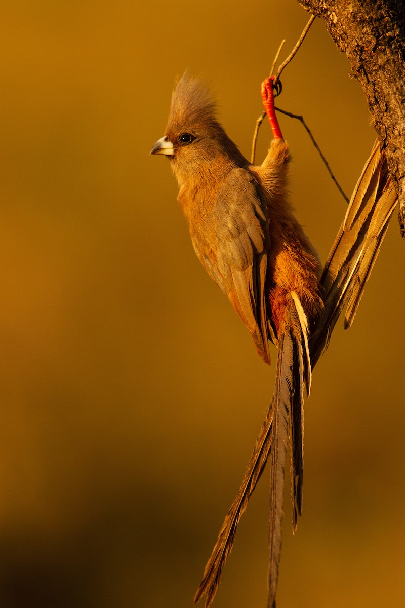 White-backed Mousebird - ML399660431