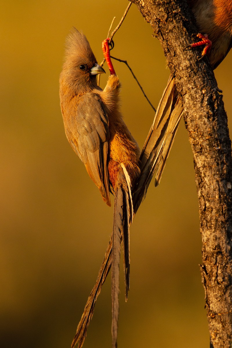 White-backed Mousebird - ML399660441