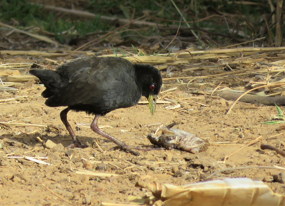 Black Crake - Bram Piot