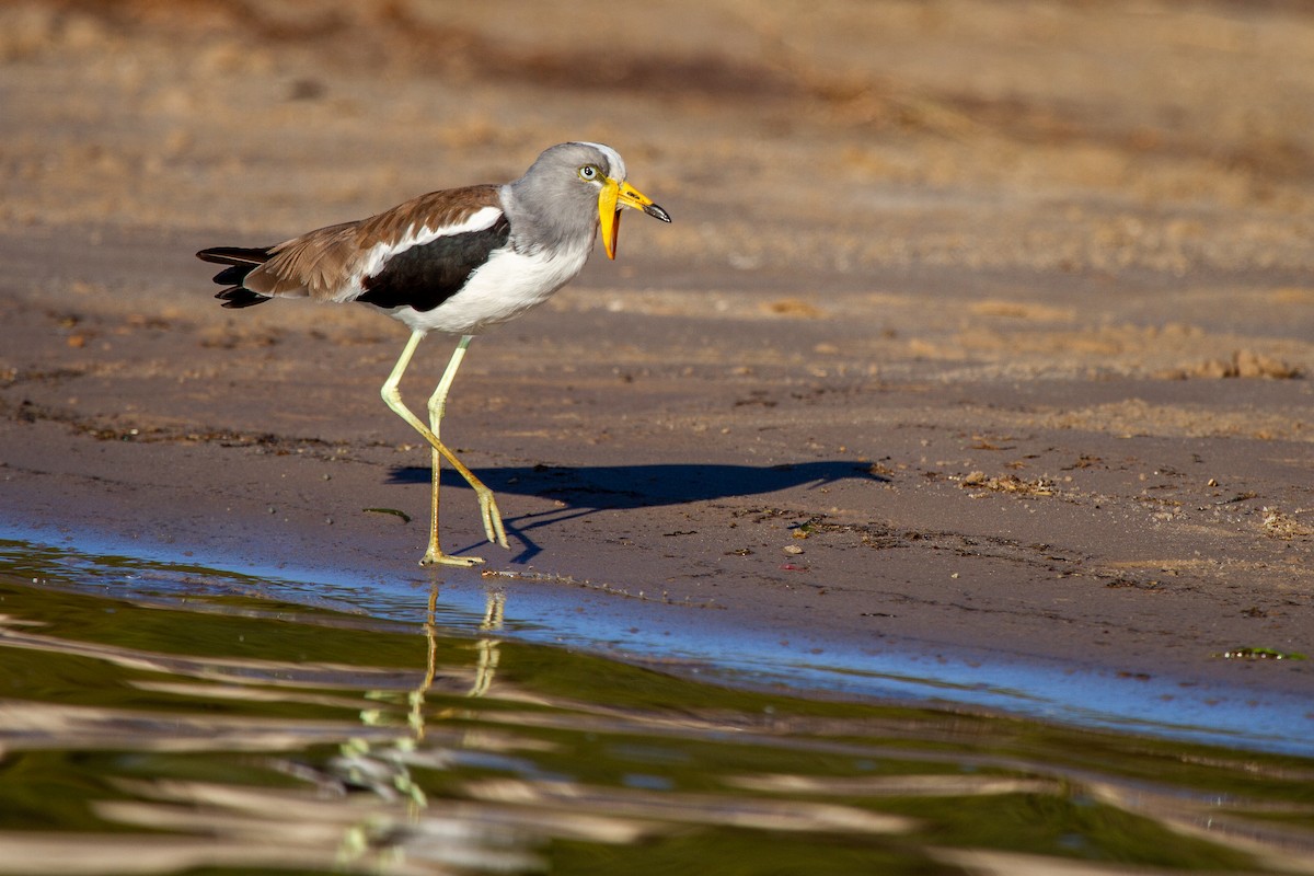 White-crowned Lapwing - ML399661121