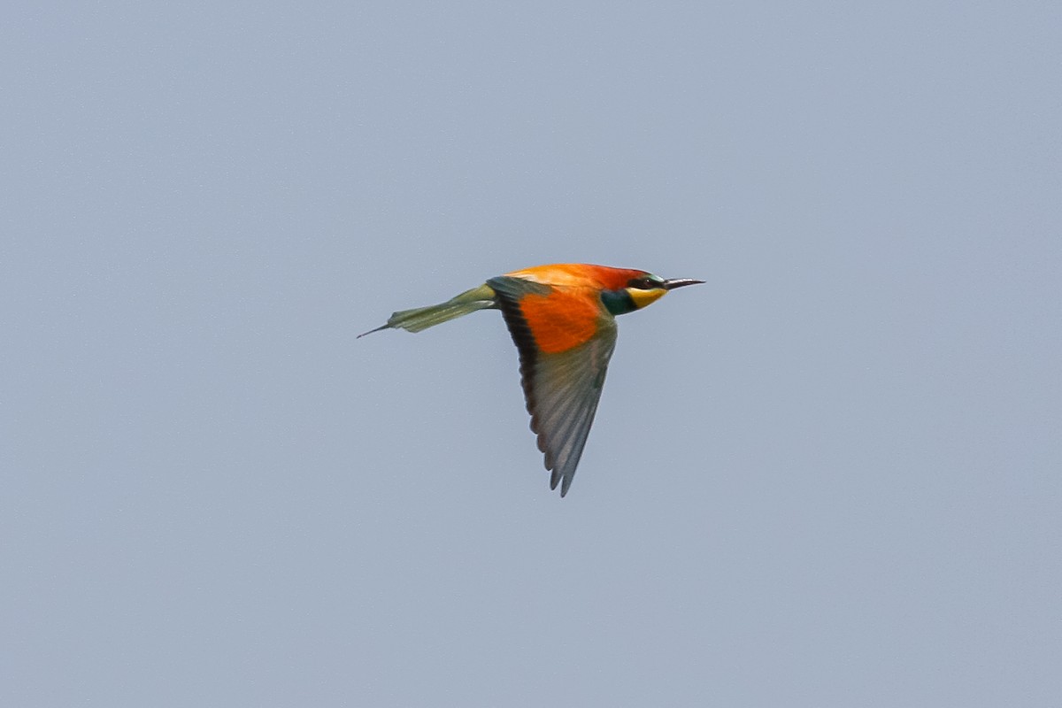 European Bee-eater - Peter Kennerley