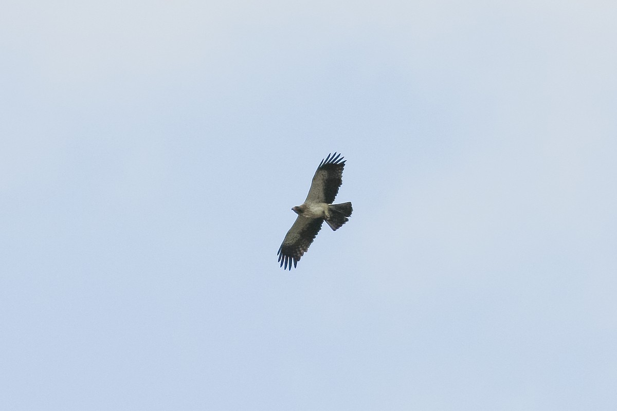 Booted Eagle - Peter Kennerley