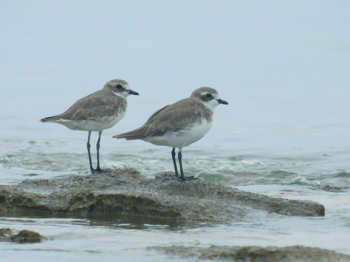 Siberian Sand-Plover - Andres Cervino