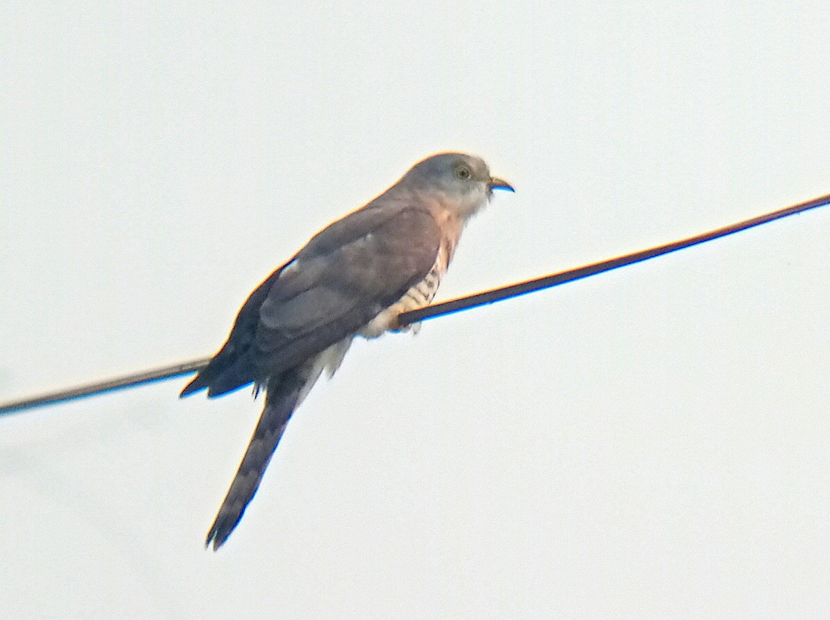 Common Hawk-Cuckoo - ML399668561