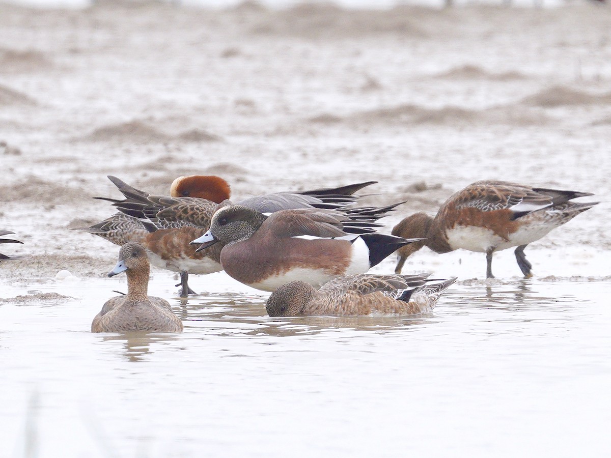 American Wigeon - Roman Lo