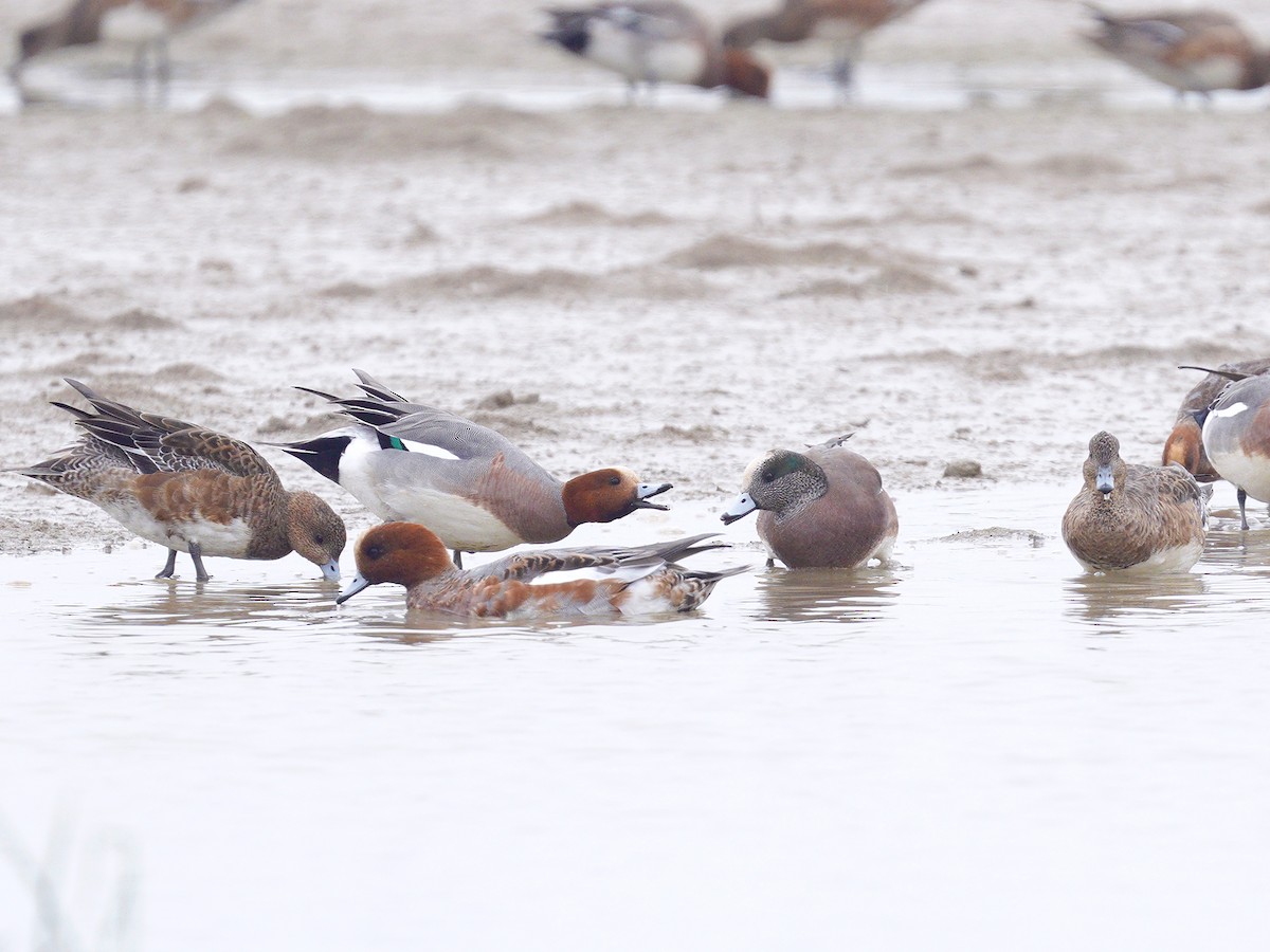 American Wigeon - ML399669591