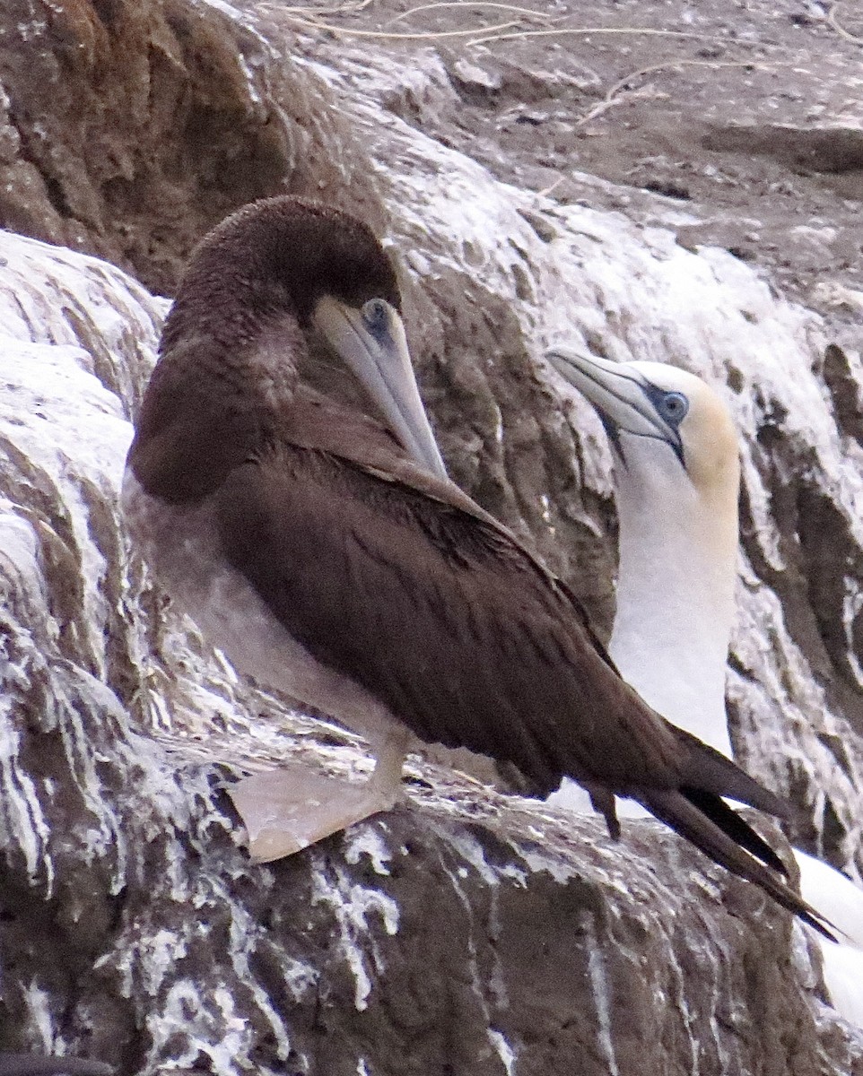 Brown Booby - ML399671271