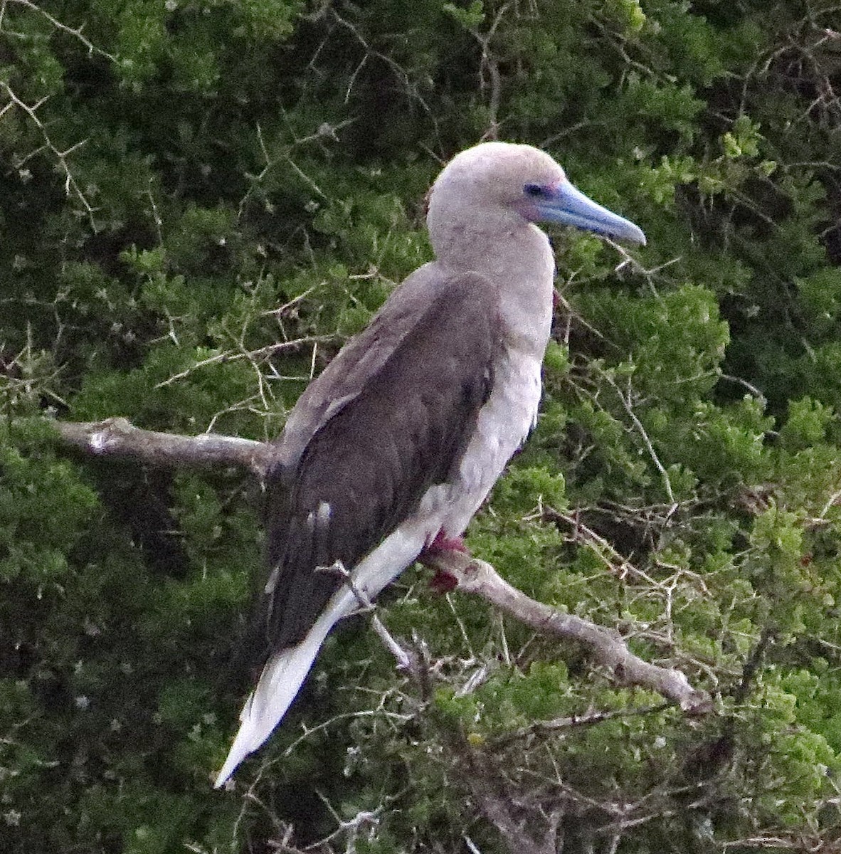 Red-footed Booby - ML399671341