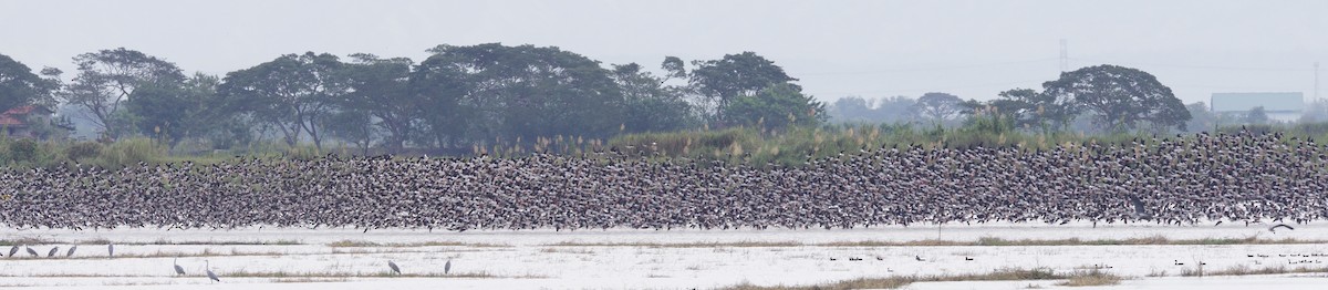 Black-winged Stilt - ML399674041