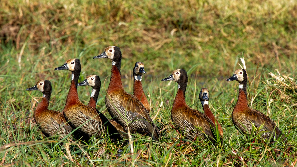 White-faced Whistling-Duck - ML399674471