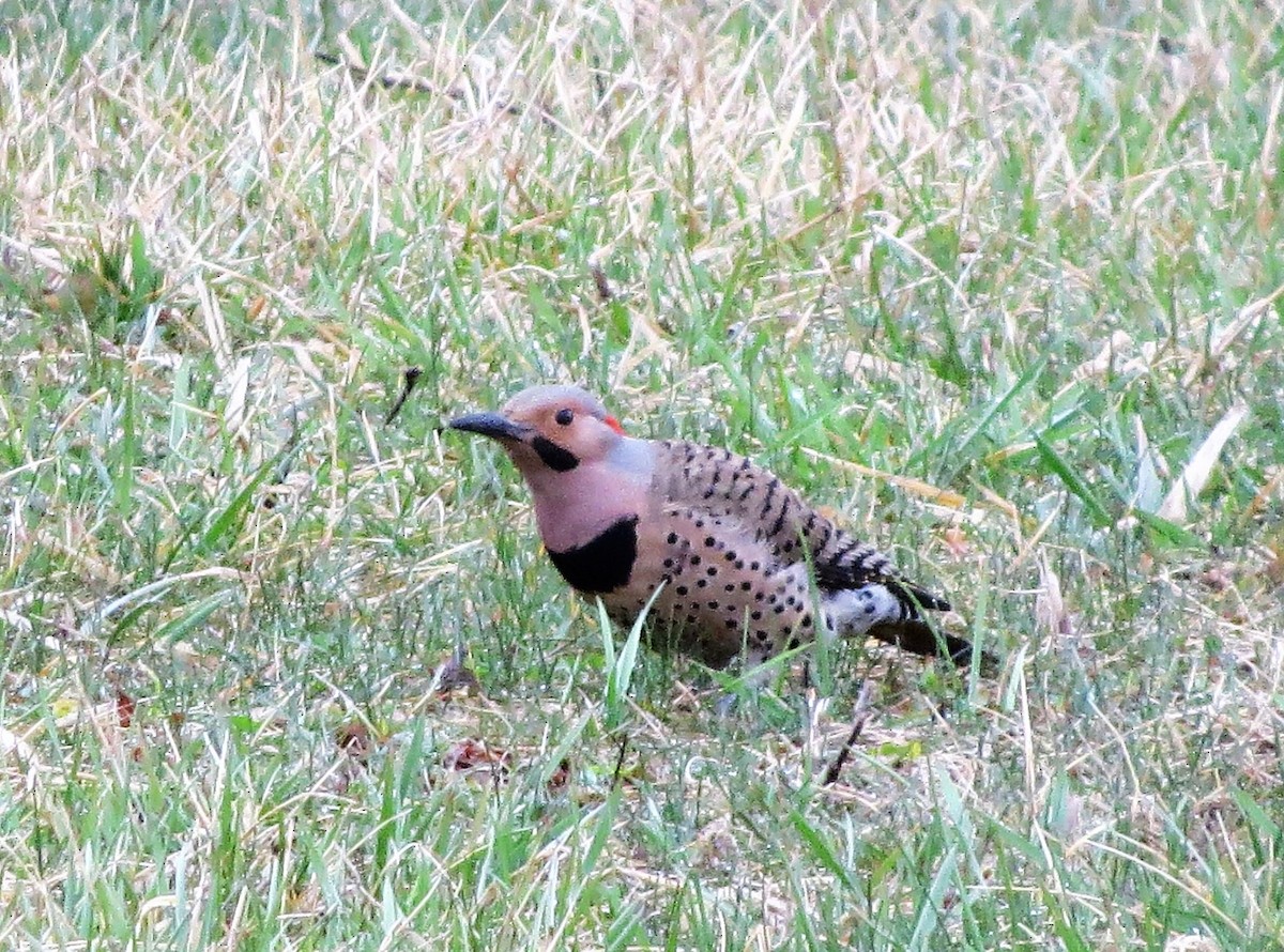 Northern Flicker - Amy Didion