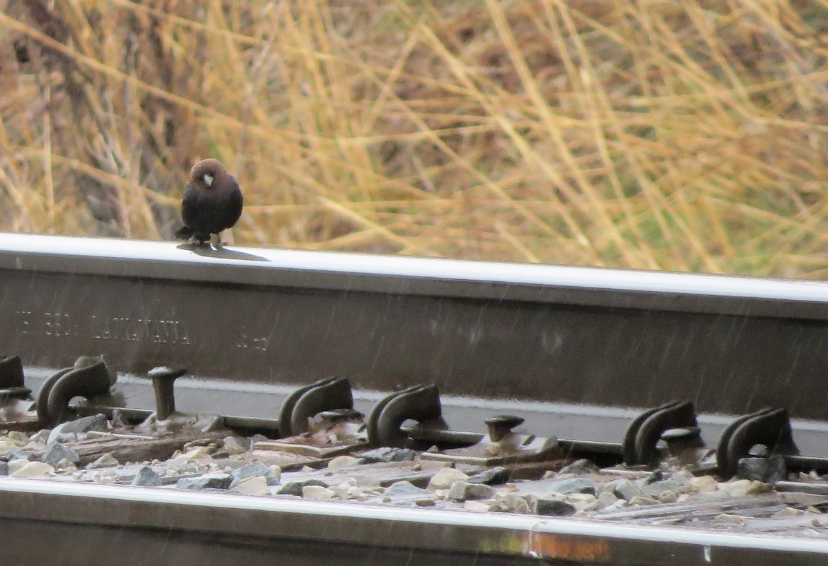 Brown-headed Cowbird - ML399675171