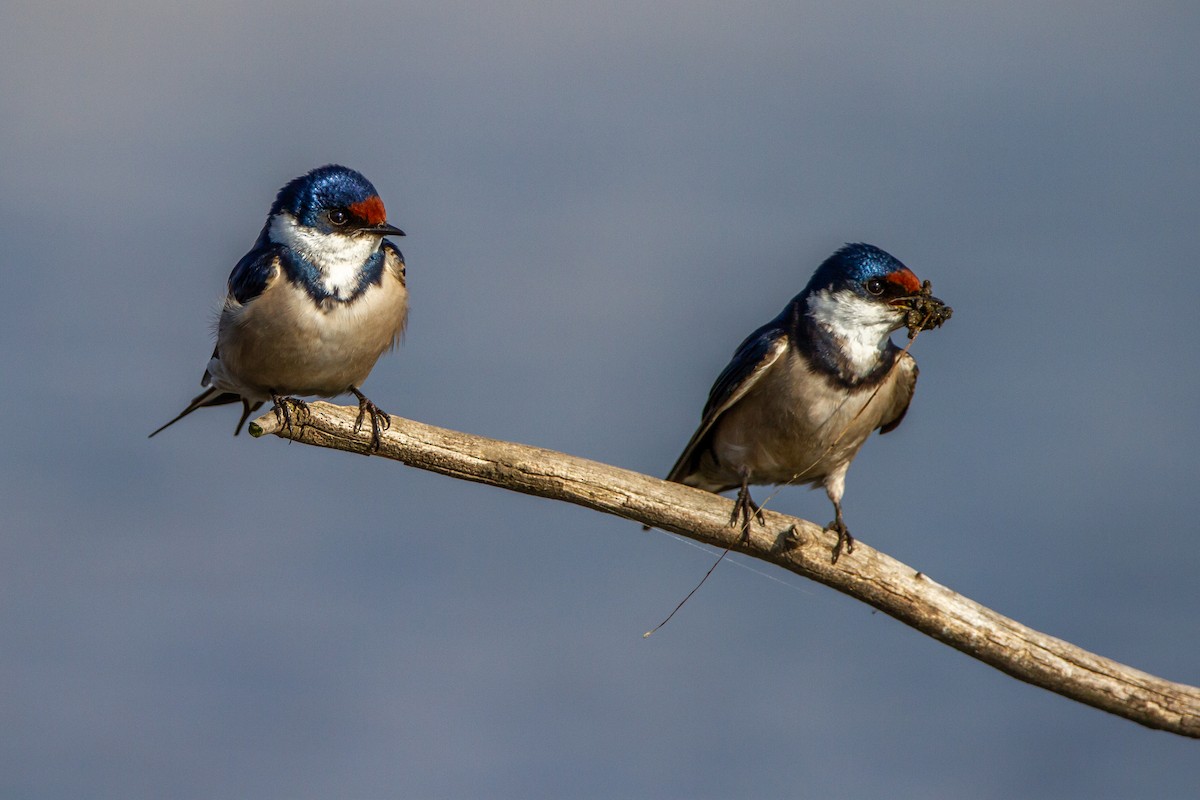 White-throated Swallow - ML399675321
