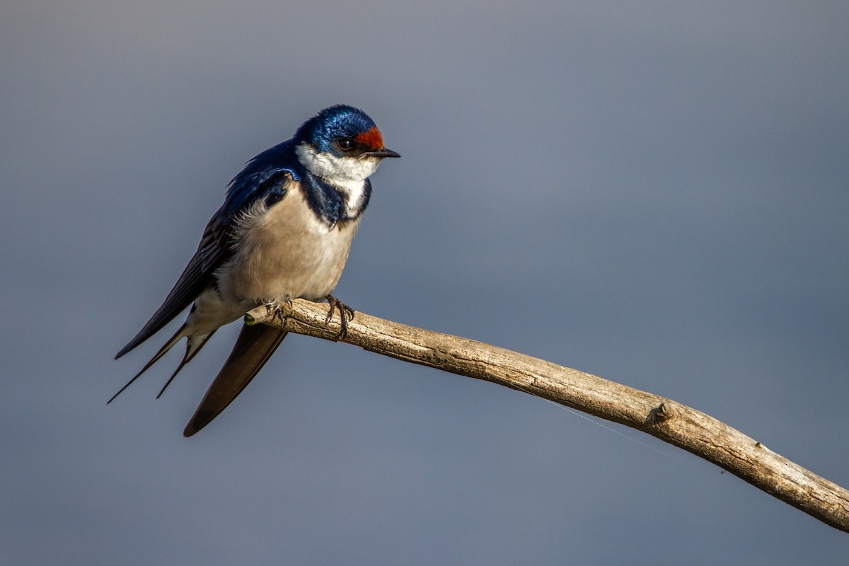 White-throated Swallow - ML399675411