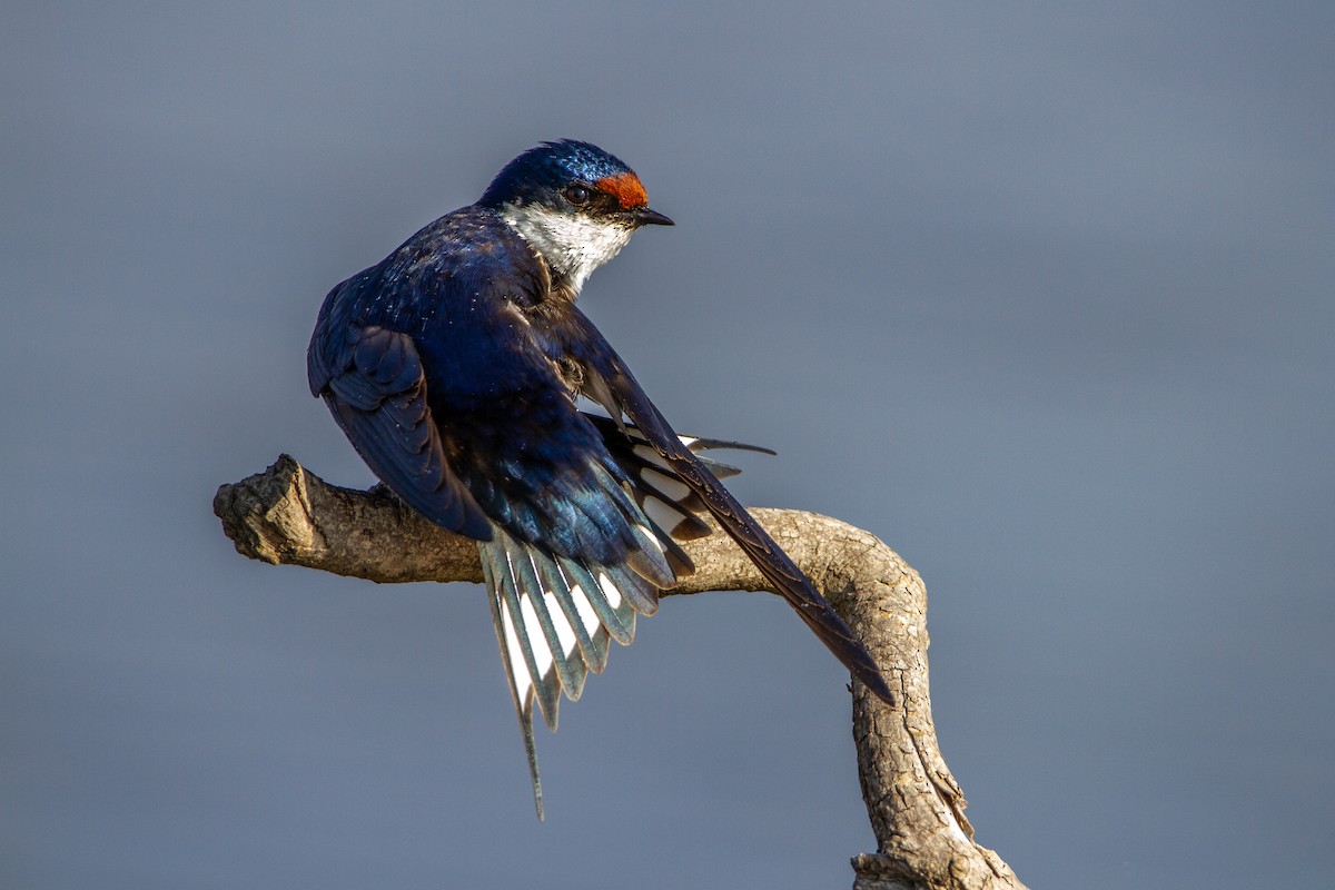 White-throated Swallow - ML399675461