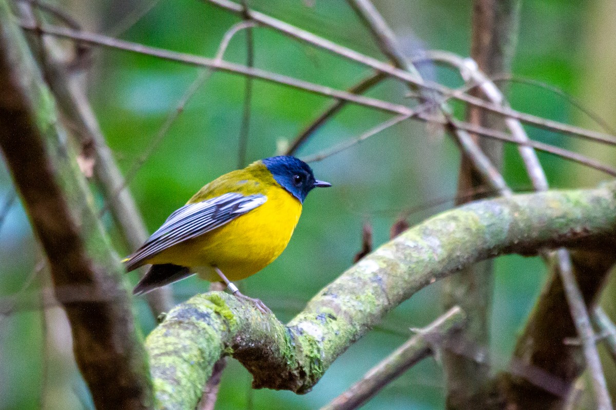 White-starred Robin - ML399675941