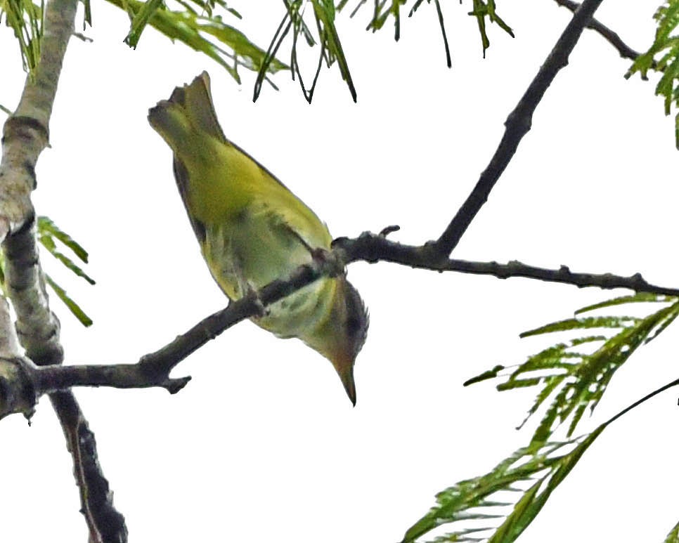 Yellow-green Vireo - Tini & Jacob Wijpkema