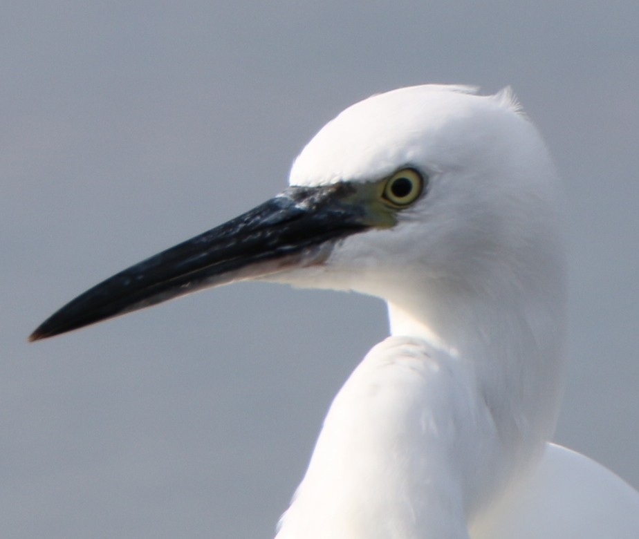 Little Egret - ML39967701