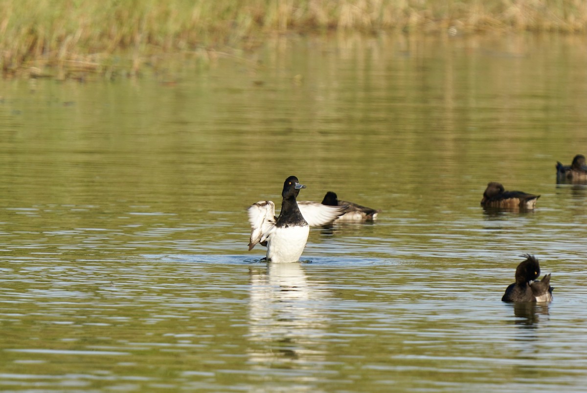 Tufted Duck - ML399677051