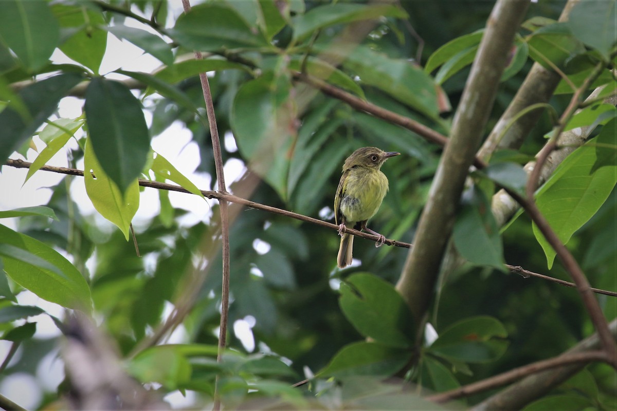 Johannes's Tody-Tyrant - ML399677461