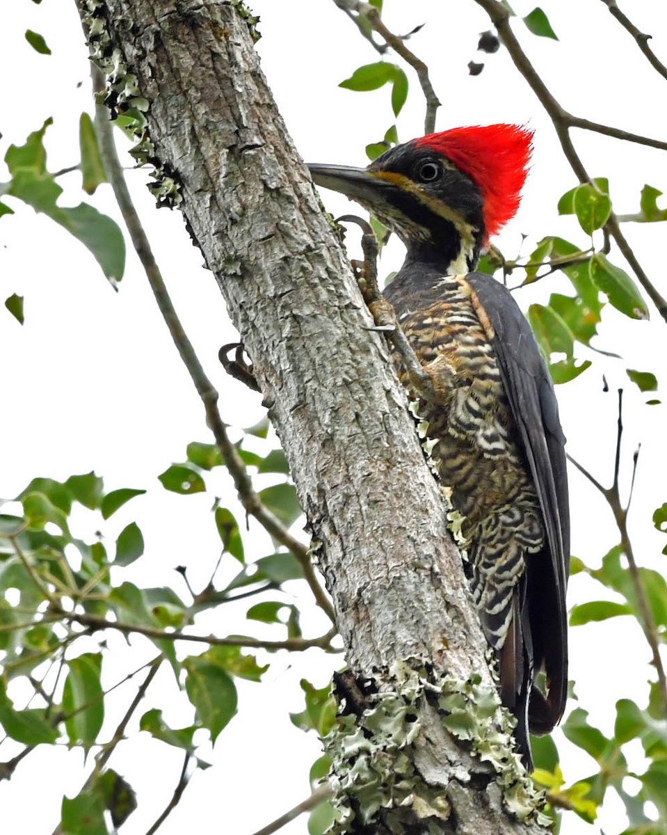 Lineated Woodpecker - ML399677551