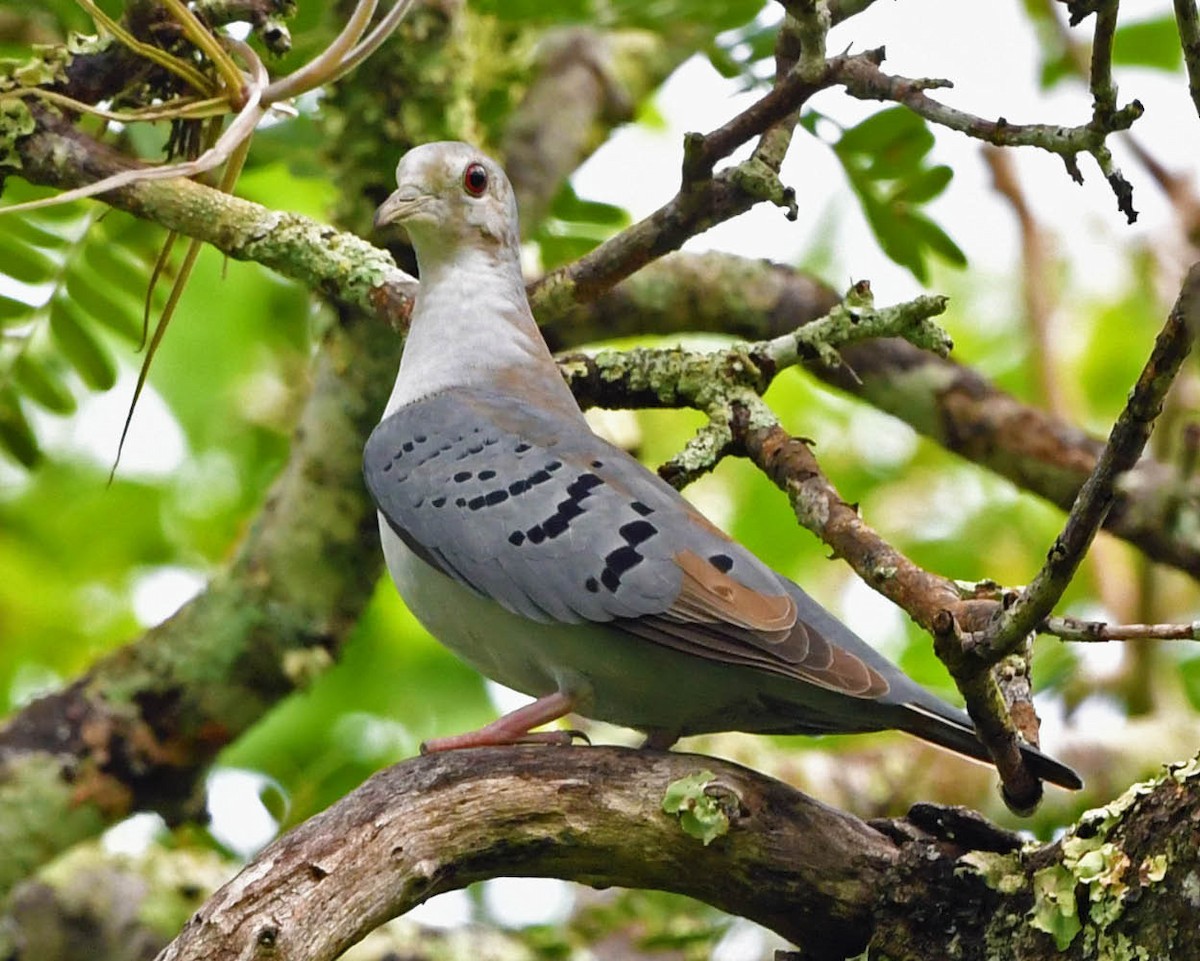 Blue Ground Dove - ML399677591