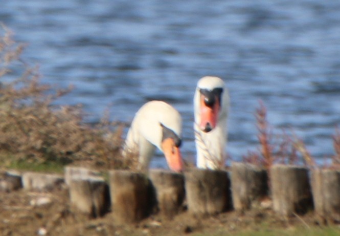 Cygne tuberculé - ML39967781