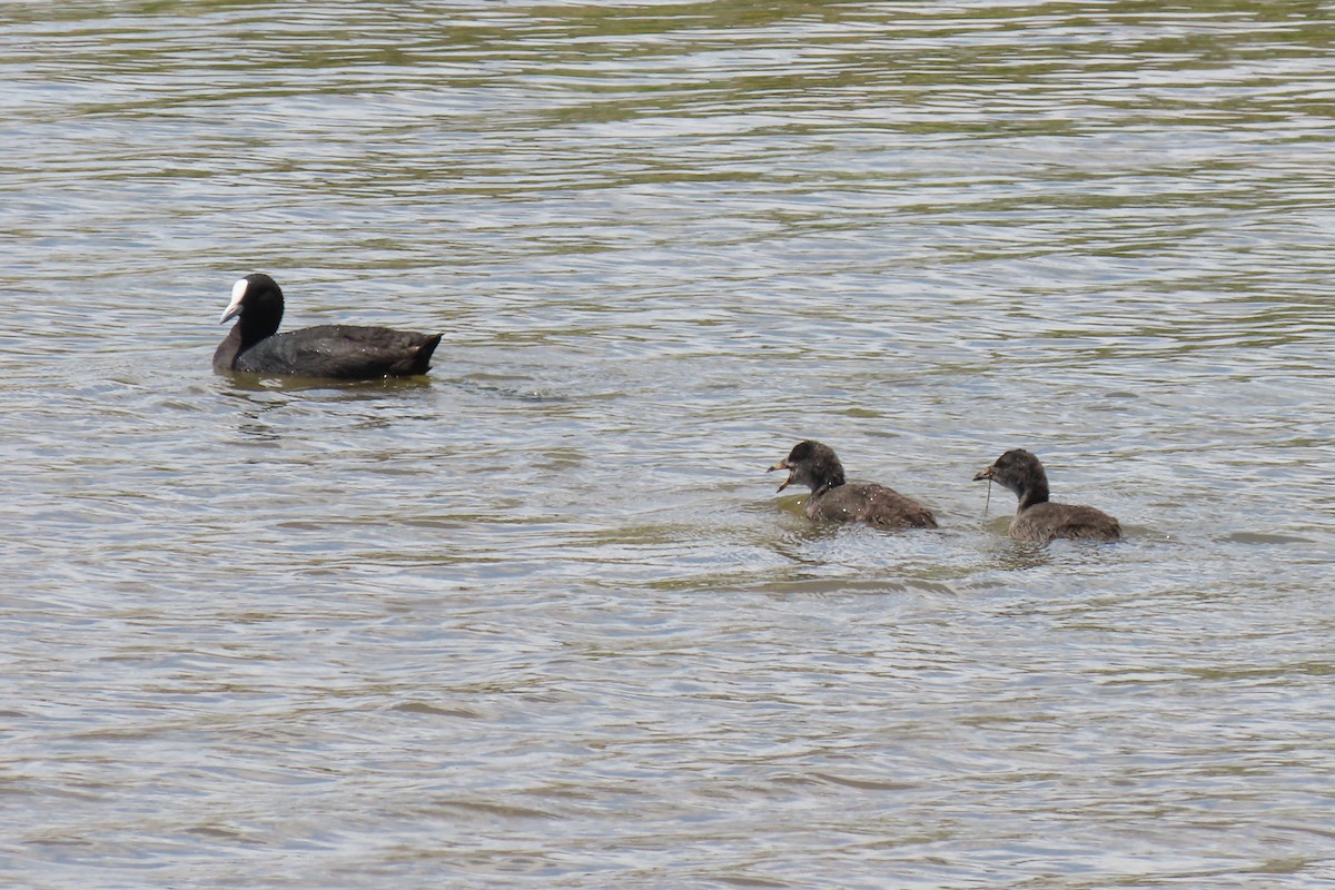 Eurasian Coot - ML399679221