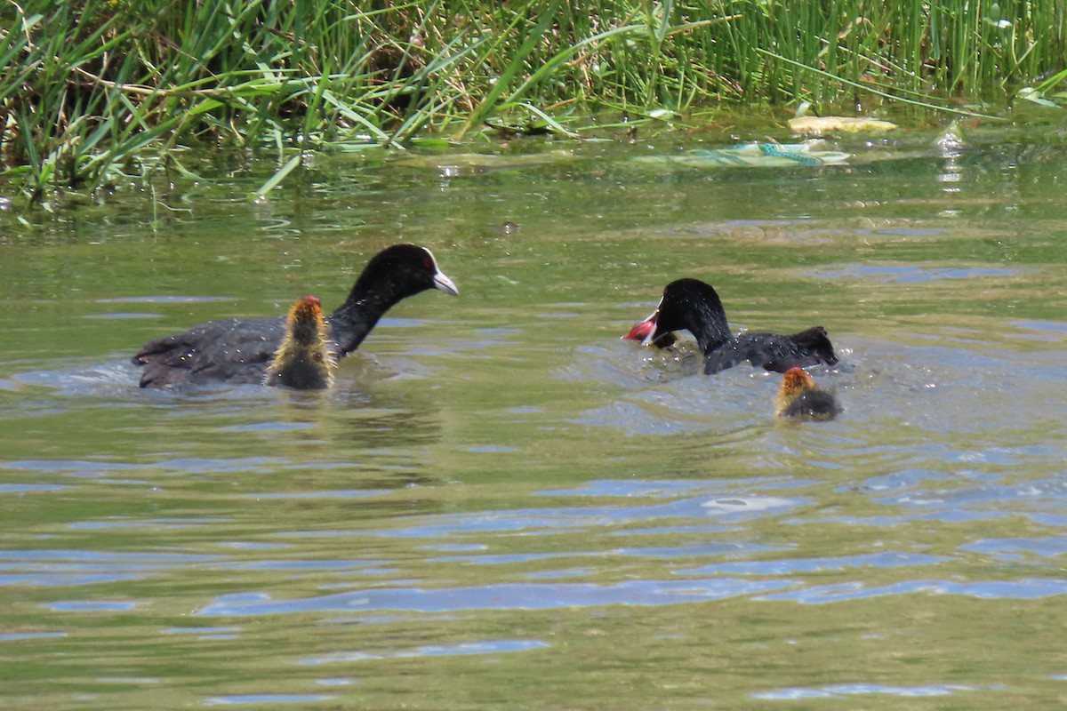 Eurasian Coot - ML399679231