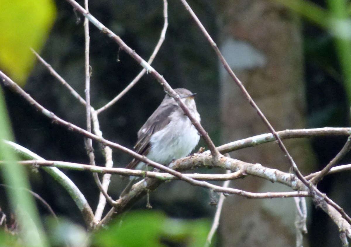 Asian Brown Flycatcher - ML39967931