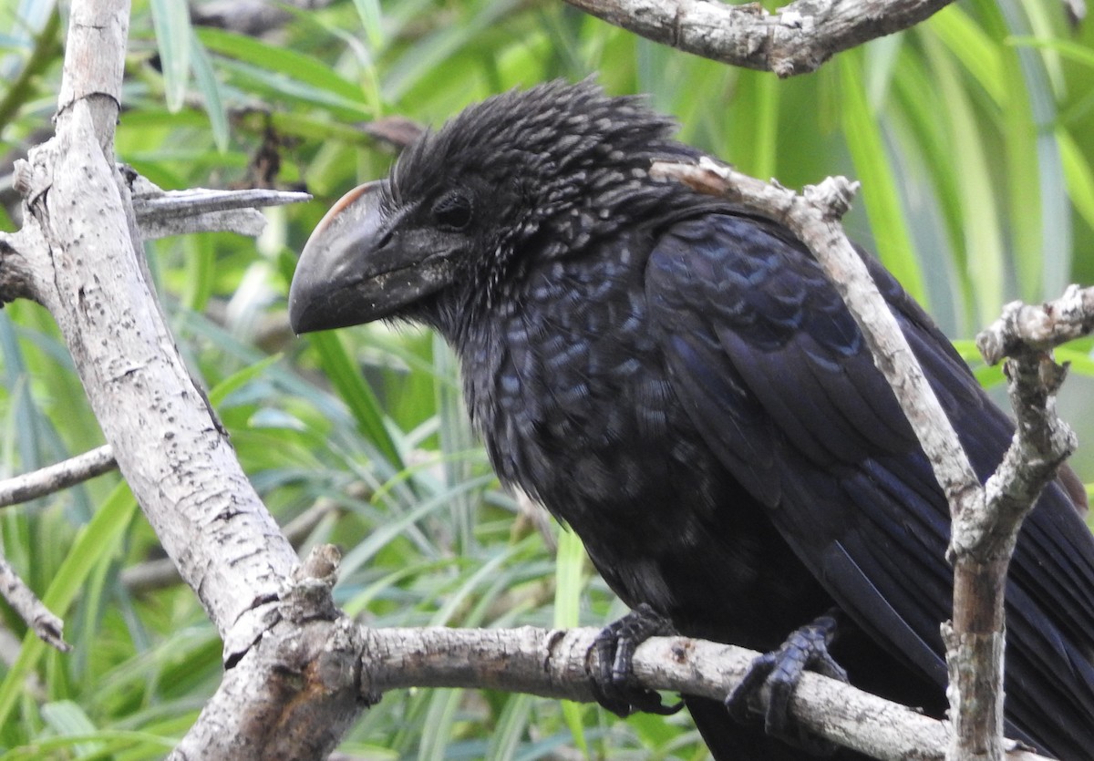 Smooth-billed Ani - ML399679691