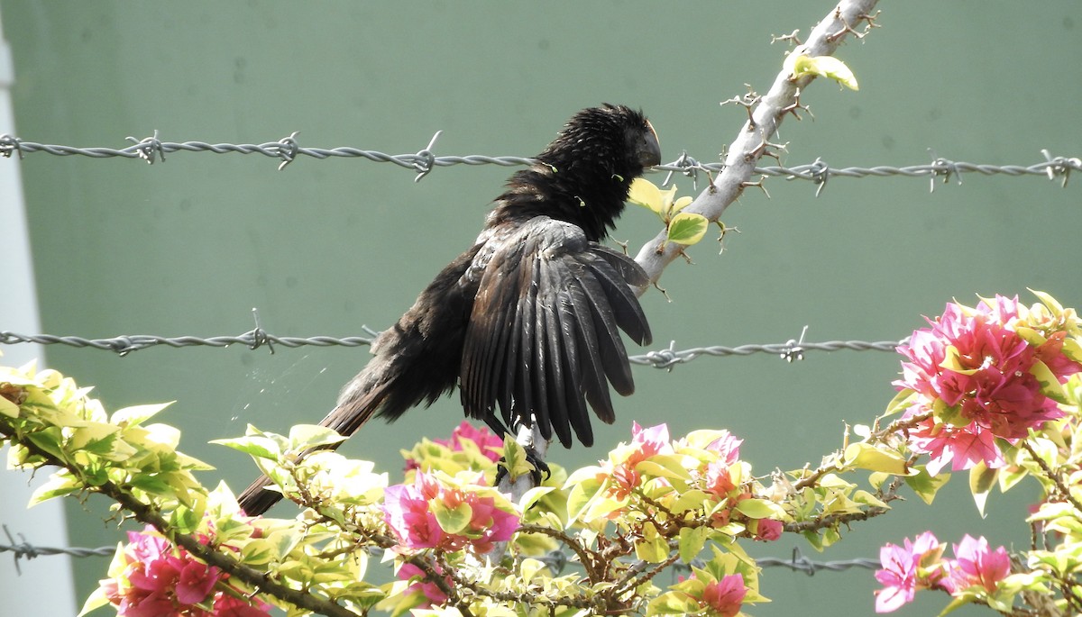 Smooth-billed Ani - ML399679731