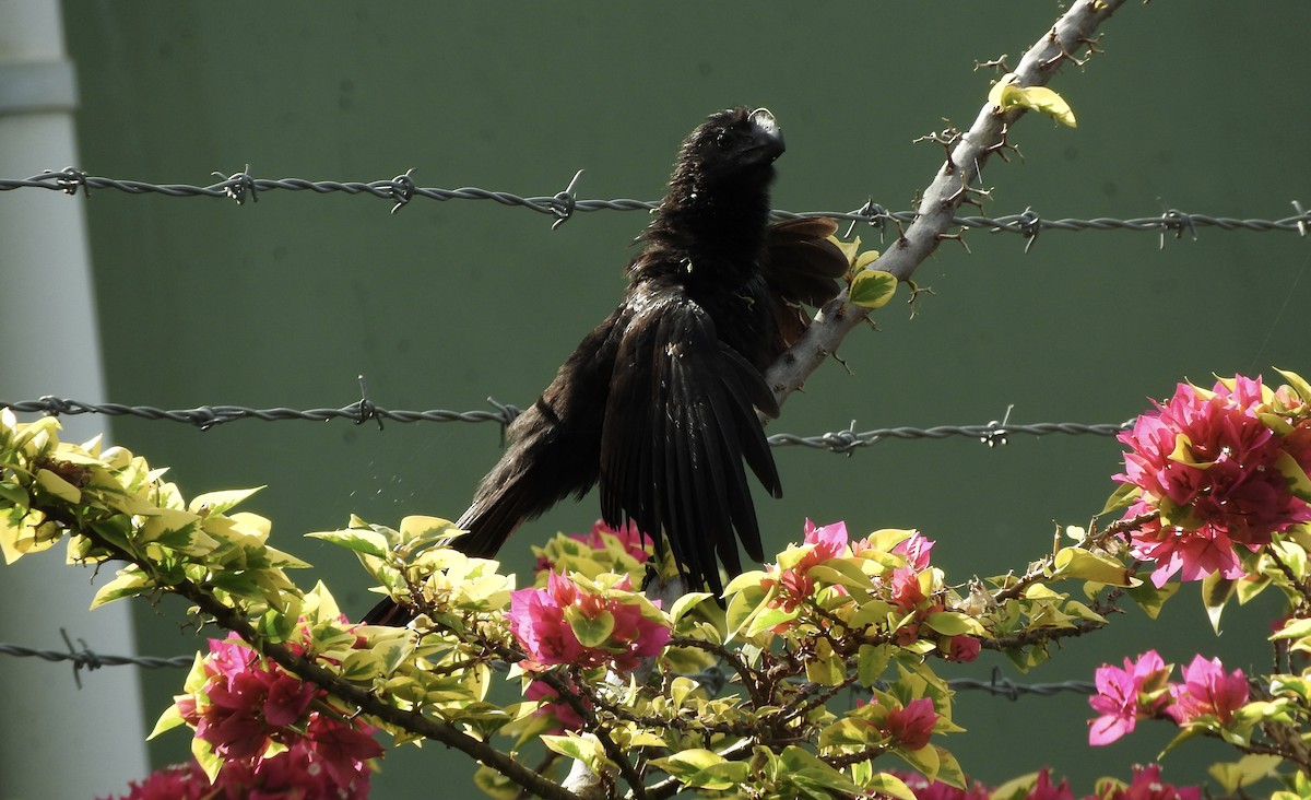 Smooth-billed Ani - ML399679741