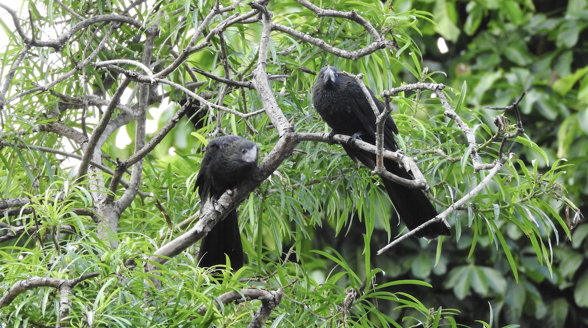 Smooth-billed Ani - ML399679751