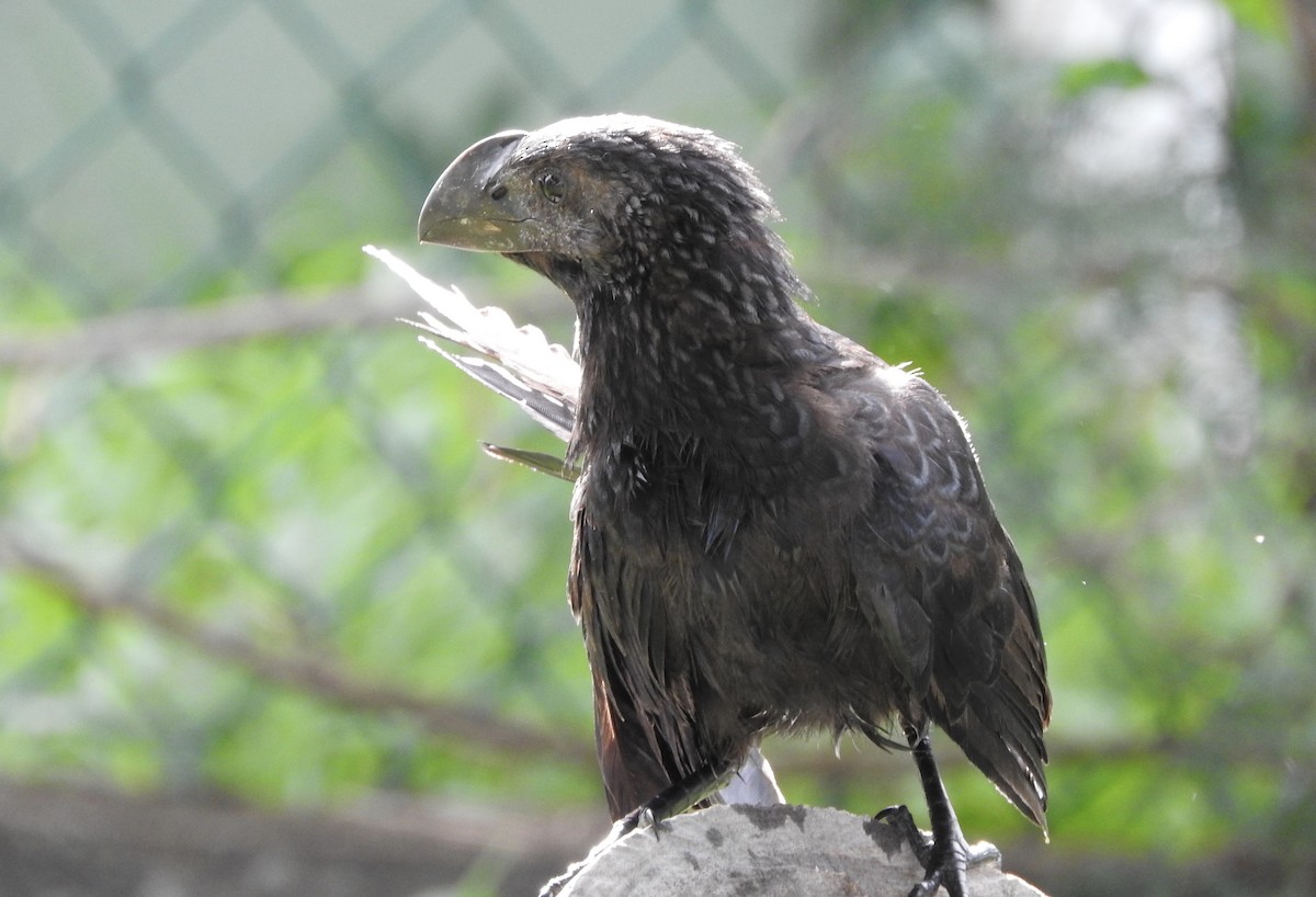 Smooth-billed Ani - ML399679761