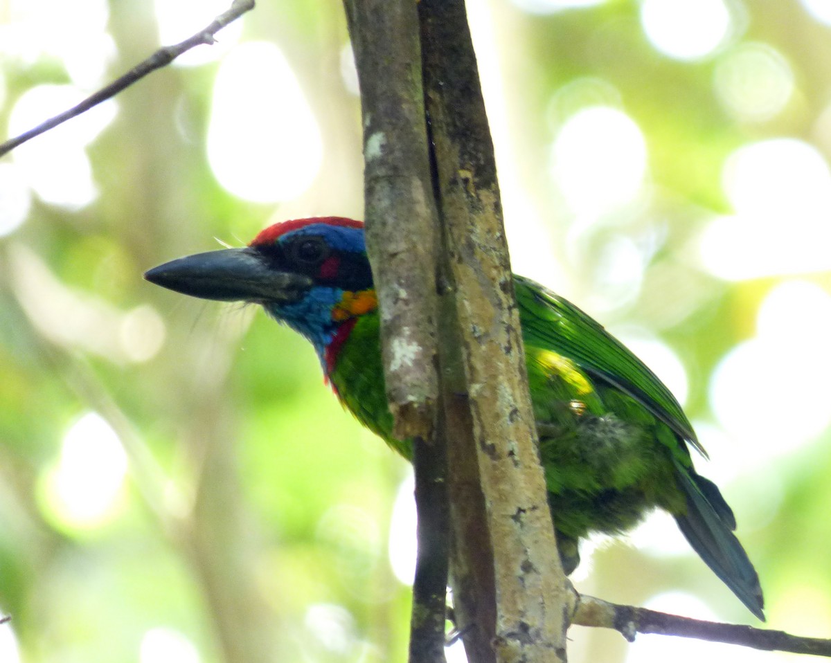 Red-crowned Barbet - ML39967981