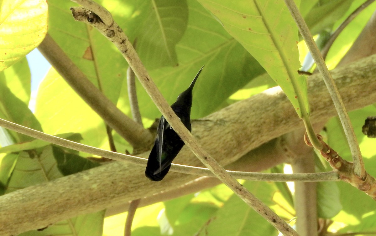 Green-throated Carib - Noam Markus