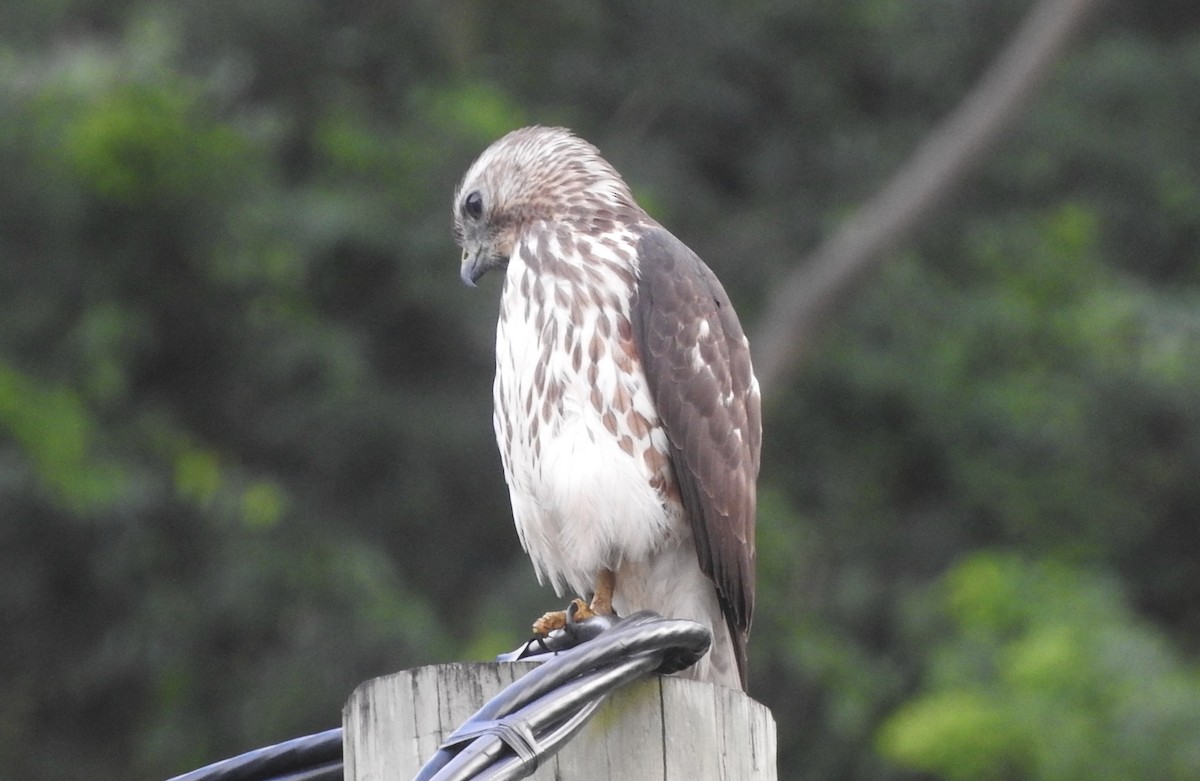 Broad-winged Hawk - ML399680411