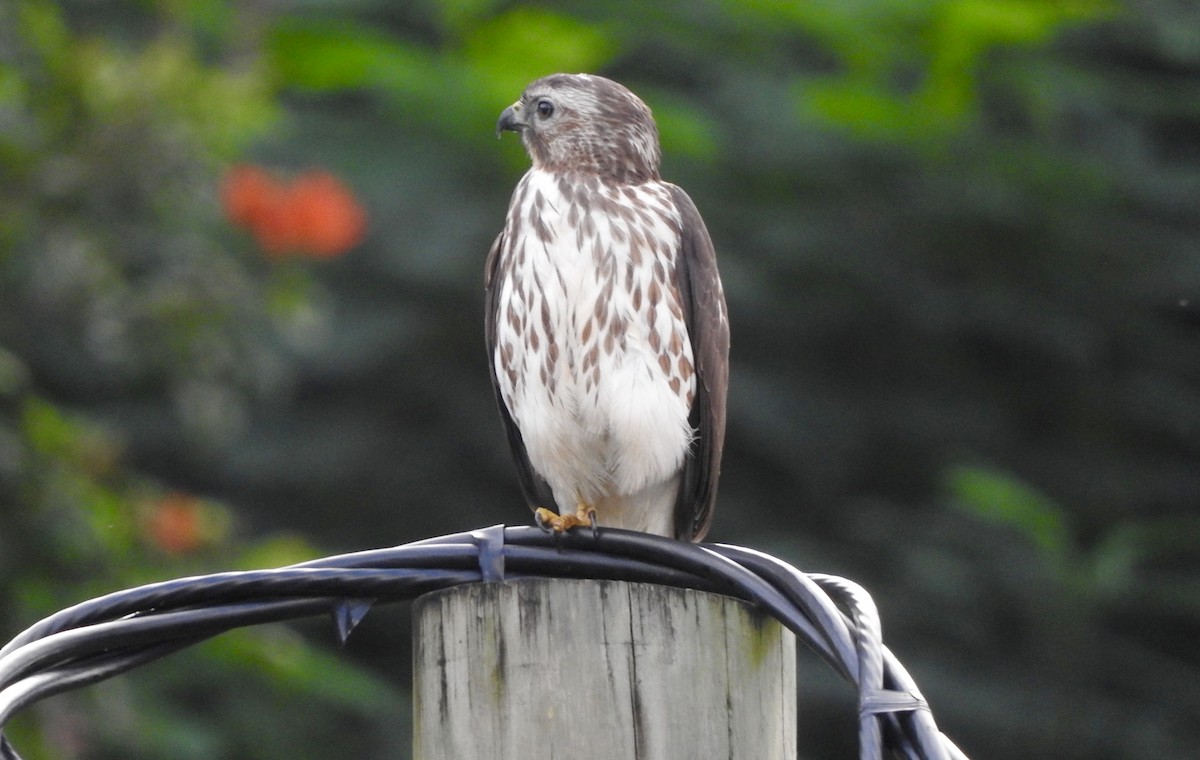 Broad-winged Hawk - ML399680441