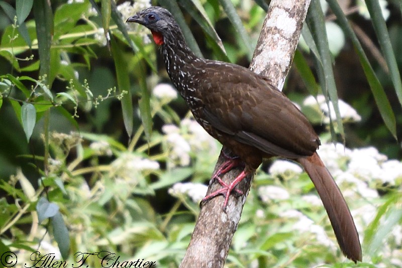 Andean Guan - ML399680891