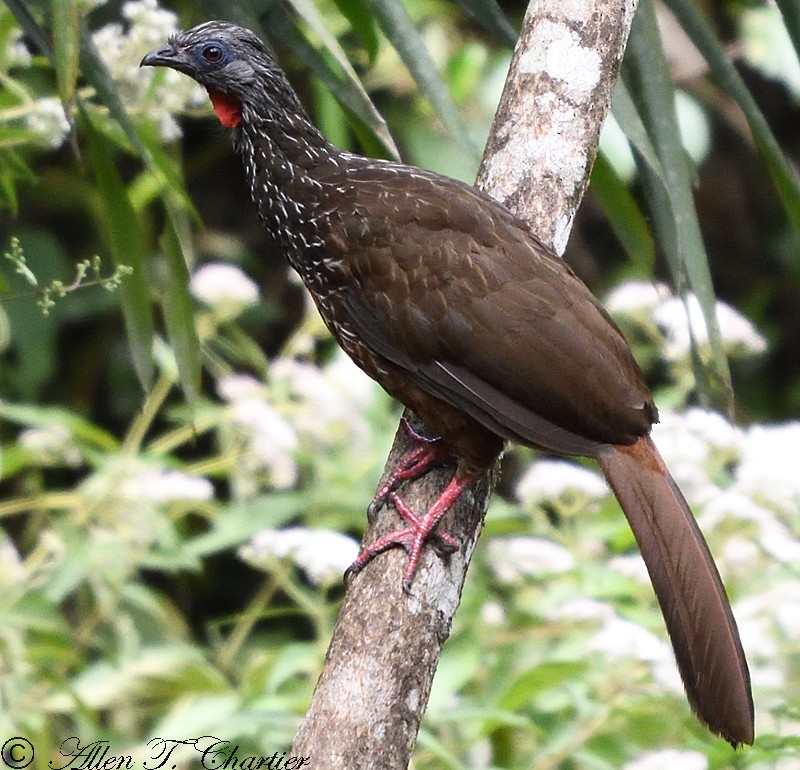 Andean Guan - ML399680921