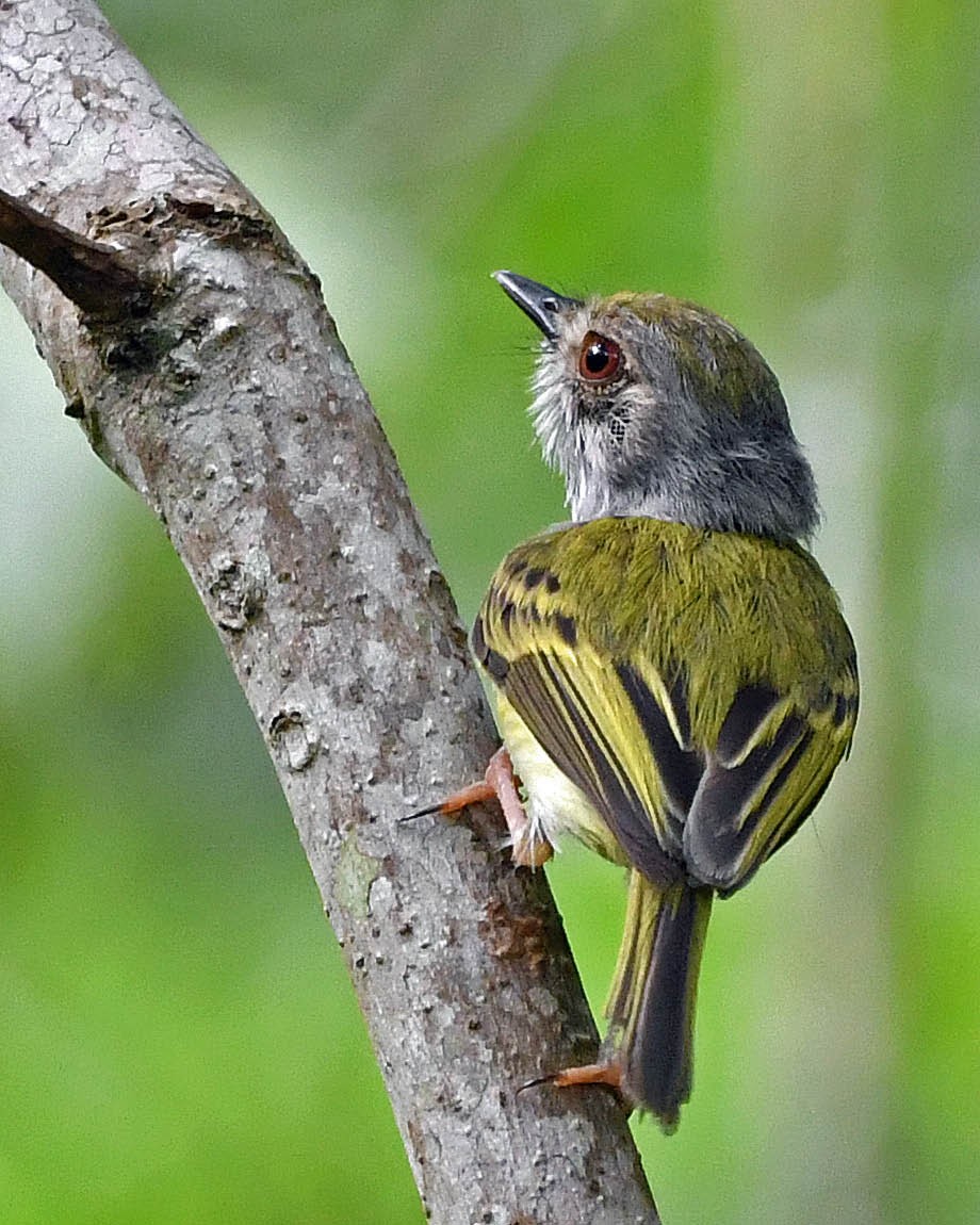 White-bellied Pygmy-Tyrant - ML399681171