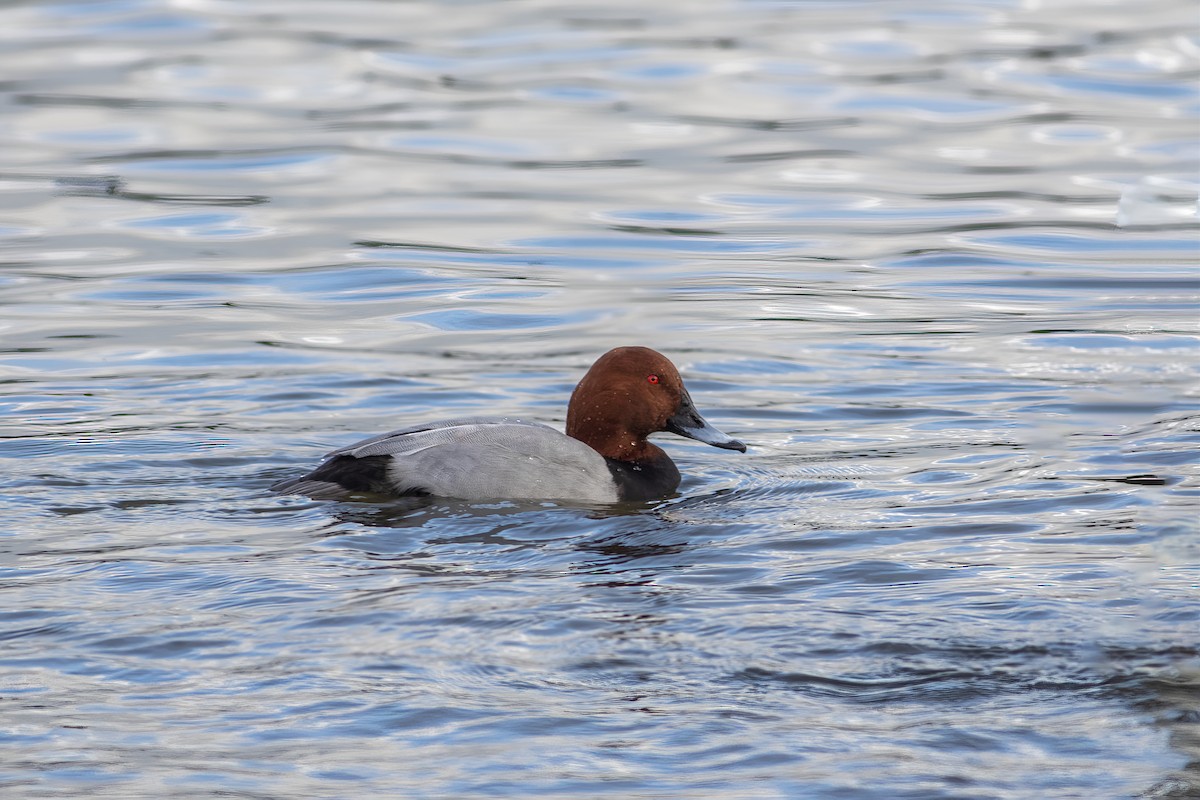 Common Pochard - Colin Lamond