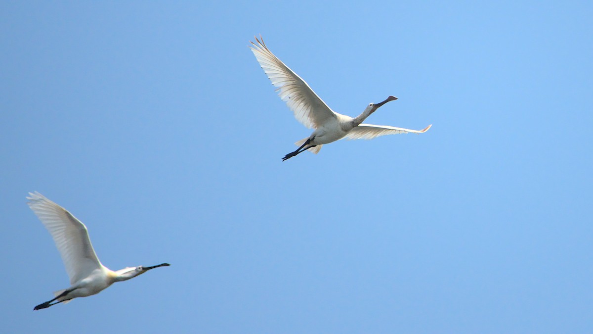 Eurasian Spoonbill - ML399682591