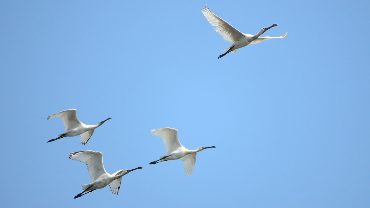 Eurasian Spoonbill - ML399682621