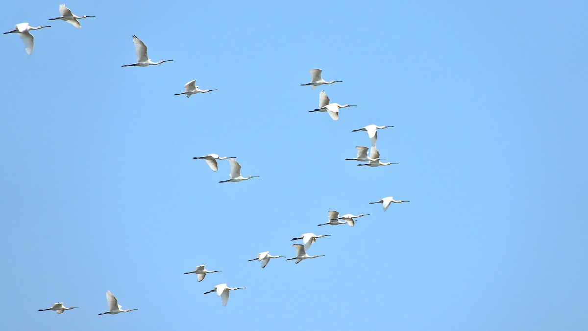 Eurasian Spoonbill - ML399682631