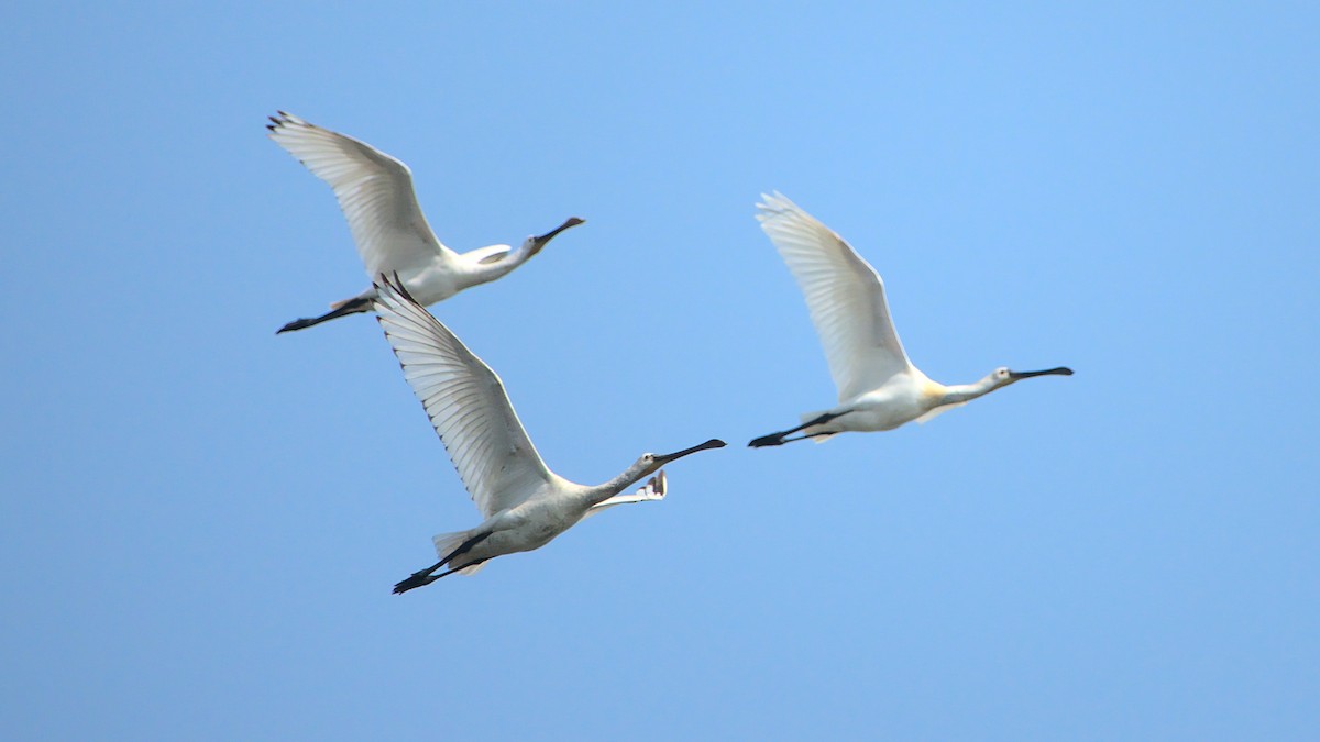 Eurasian Spoonbill - ML399682641